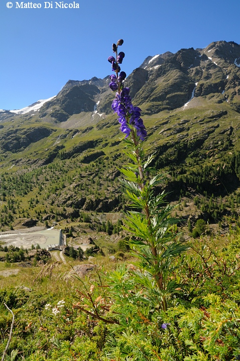 un po'' di flora dal Gavia